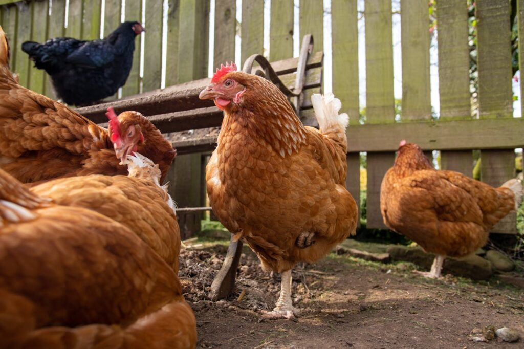 pexels-photo-29338112 Group of Isa Brown chickens in an outdoor coop, showcasing natural behavior and environment.